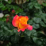 Le Rose *