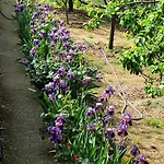 Le Rose * San Biagio della Cima