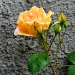 Le Rose San Biagio della Cima