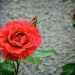 Vakantieboerderij Le Rose San Biagio della Cima