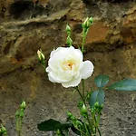 Le Rose Vakantieboerderij