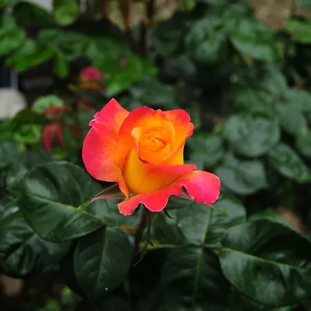 Le Rose *