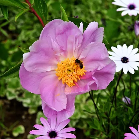 Le Rose ファームステイ *
