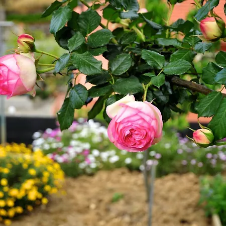 Vakantieboerderij Le Rose