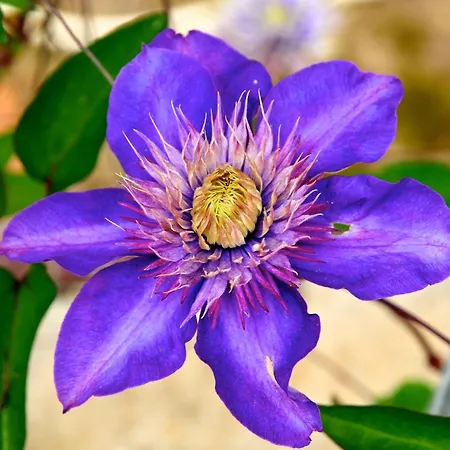 Le Rose * San Biagio della Cima