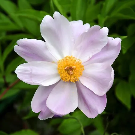 Le Rose *