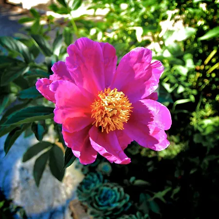 Farmház Le Rose San Biagio della Cima