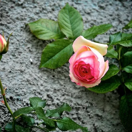 Le Rose ファームステイ *