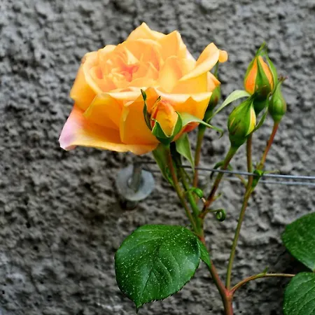 Le Rose San Biagio della Cima