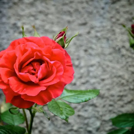 ファームステイ Le Rose San Biagio della Cima