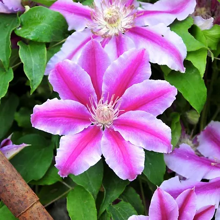 Le Rose