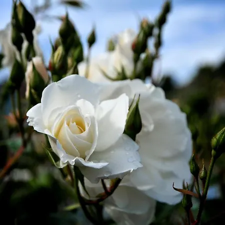 Le Rose