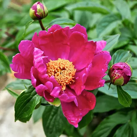 ファームステイ Le Rose San Biagio della Cima