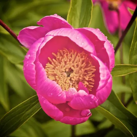 Le Rose مزرعة للإقامة *