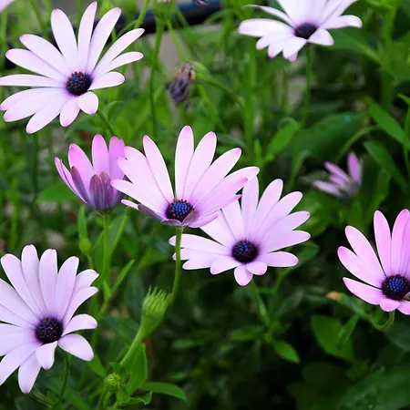 Vakantieboerderij Le Rose *