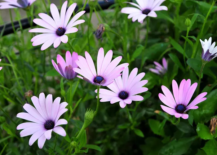 Agroturismo Le Rose *