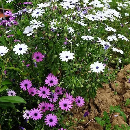 Le Rose Gospodarstwo agroturystyczne *