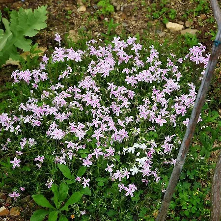 Gospodarstwo agroturystyczne Le Rose *