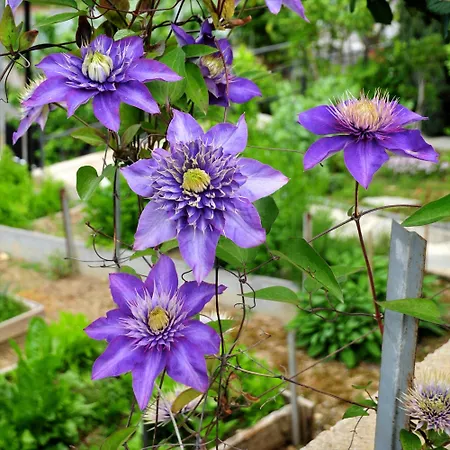 Le Rose Κατάλυμα σε φάρμα