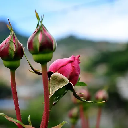 Le Rose