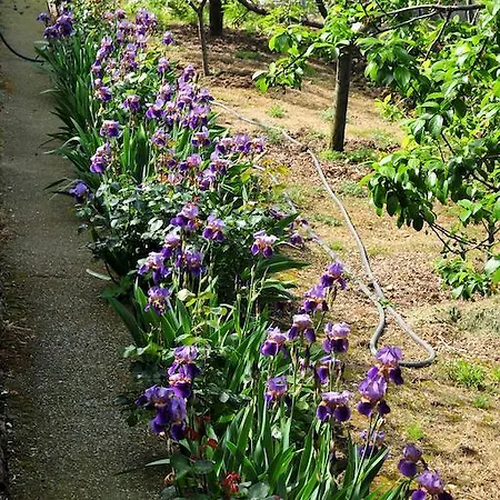 Le Rose * San Biagio della Cima