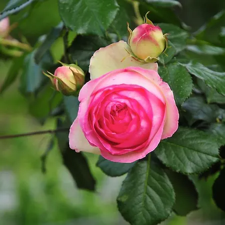 Le Rose *