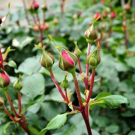 Le Rose Gospodarstwo agroturystyczne *