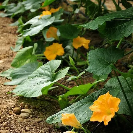 Le Rose Gospodarstwo agroturystyczne *