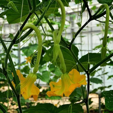 Le Rose * San Biagio della Cima