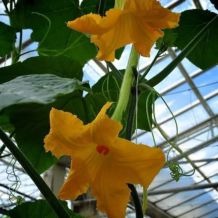 Le Rose San Biagio della Cima