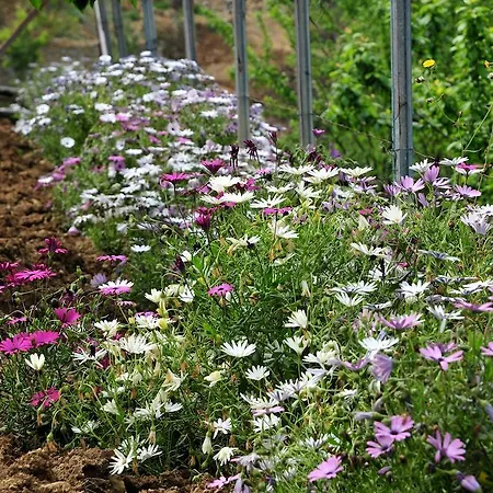 Gospodarstwo agroturystyczne Le Rose *