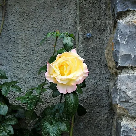 Le Rose Farma *