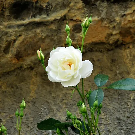Le Rose Κατάλυμα σε φάρμα