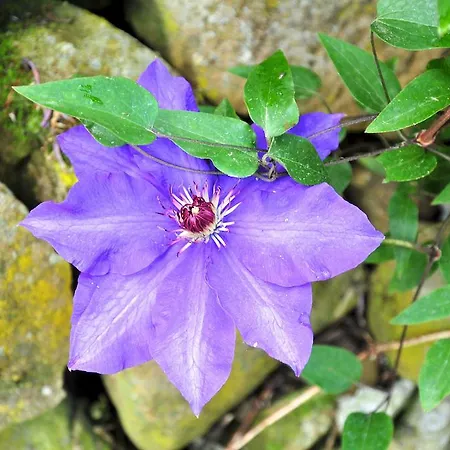 Gospodarstwo agroturystyczne Le Rose *