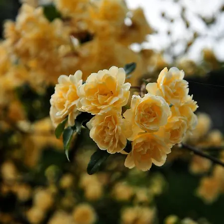 Gospodarstwo agroturystyczne Le Rose *