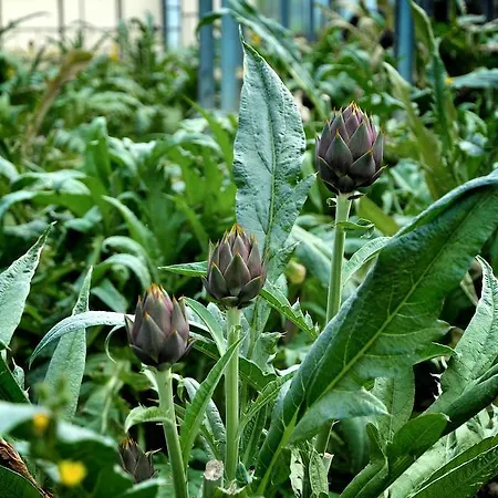 Gospodarstwo agroturystyczne Le Rose *