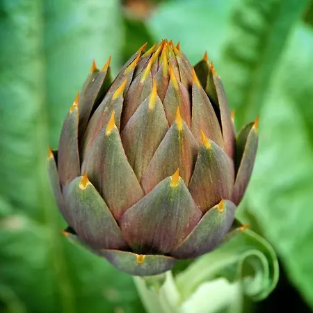 Gospodarstwo agroturystyczne Le Rose