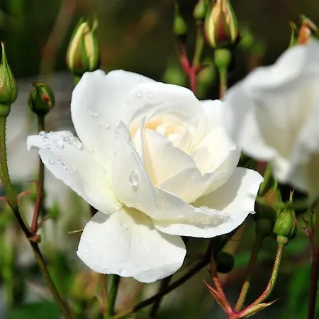 Κατάλυμα σε φάρμα Le Rose *