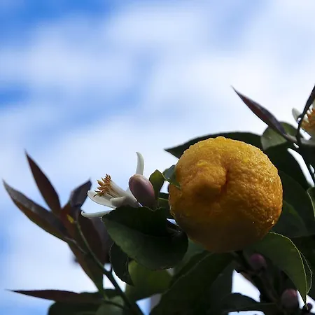 Farma Le Rose San Biagio della Cima