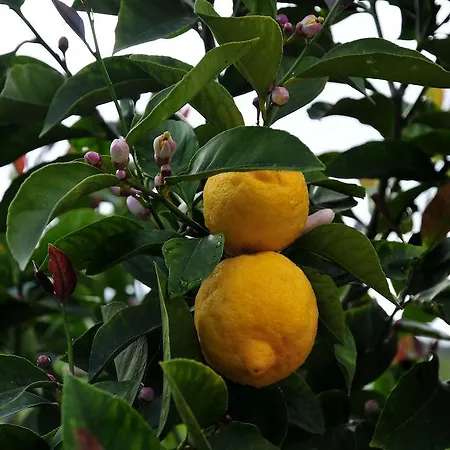 Le Rose Gospodarstwo agroturystyczne